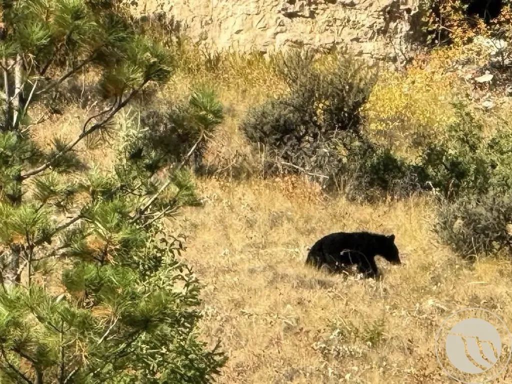 Nhn Bighorn Canyon Road Other MT 59014