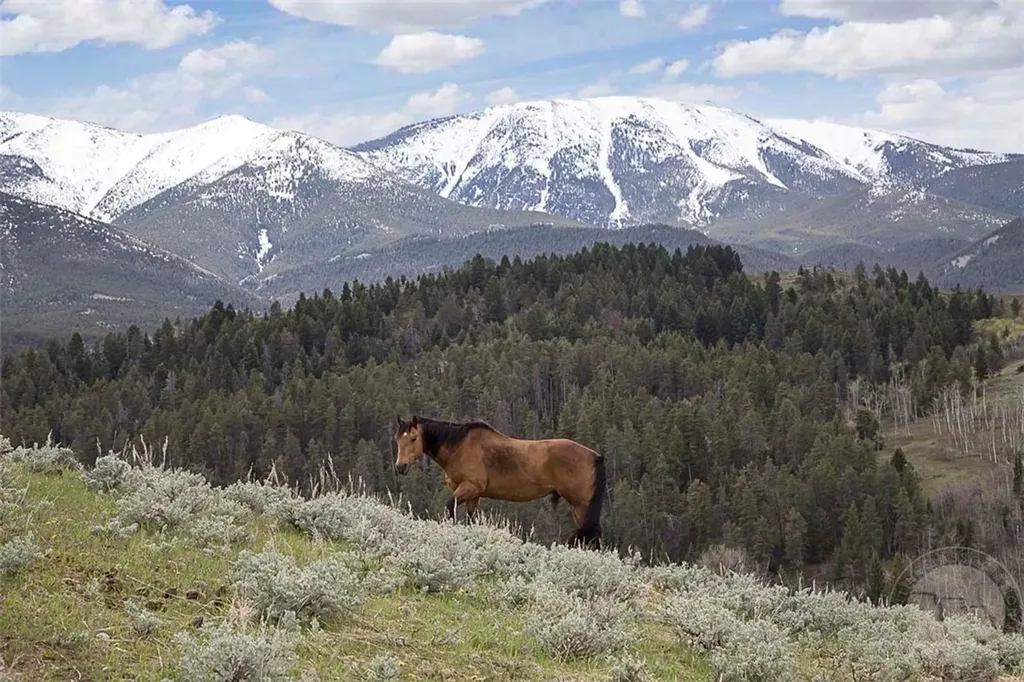 94 Sheep Mountain Road (w/ 614 Ac State Lease) Red Lodge MT 59068