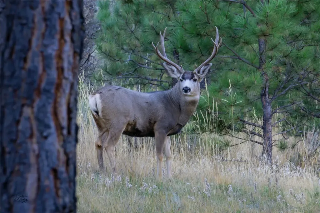 1010 Moon Valley Road Billings MT 59105