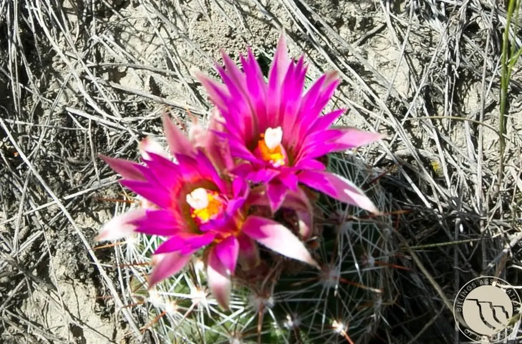 Tbd Parcel 38, Rdp Mesa Sub Phase 1 Roundup MT 59072