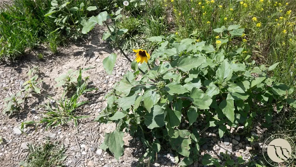 Tbd Parcel 38, Rdp Mesa Sub Phase 1 Roundup MT 59072