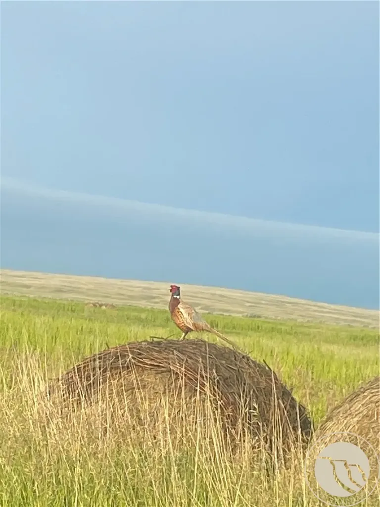 146 Acres Highway 363 Malta MT 59538