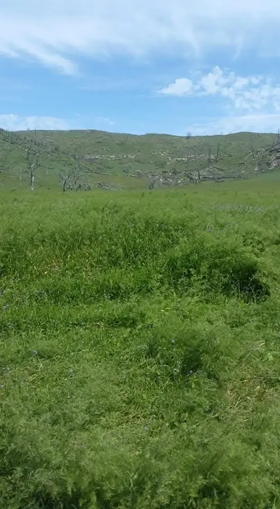 Tbd Brumfield Rd Brumfield Reed Point MT 59069