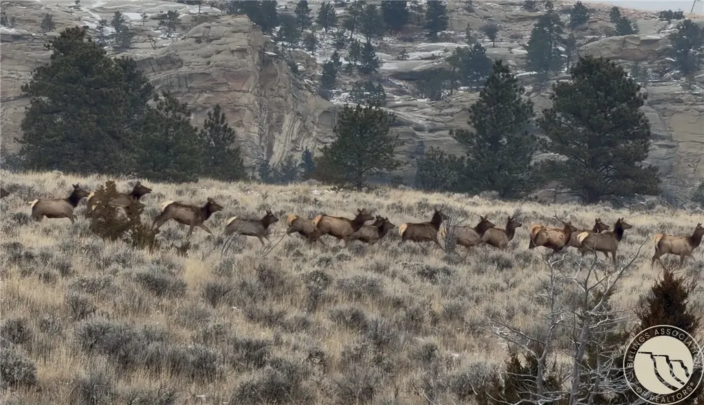 1234 Border Road Shepherd MT 59079