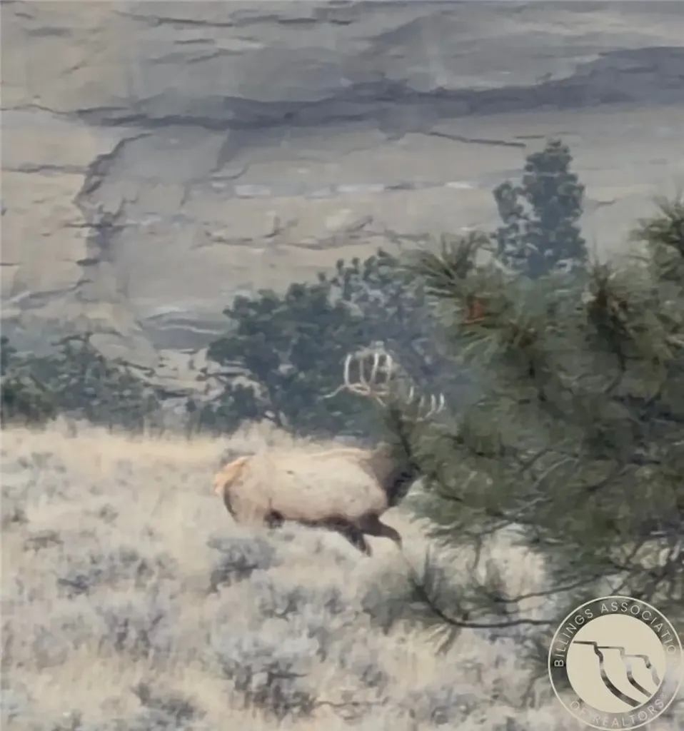 1234 Border Road Shepherd MT 59079
