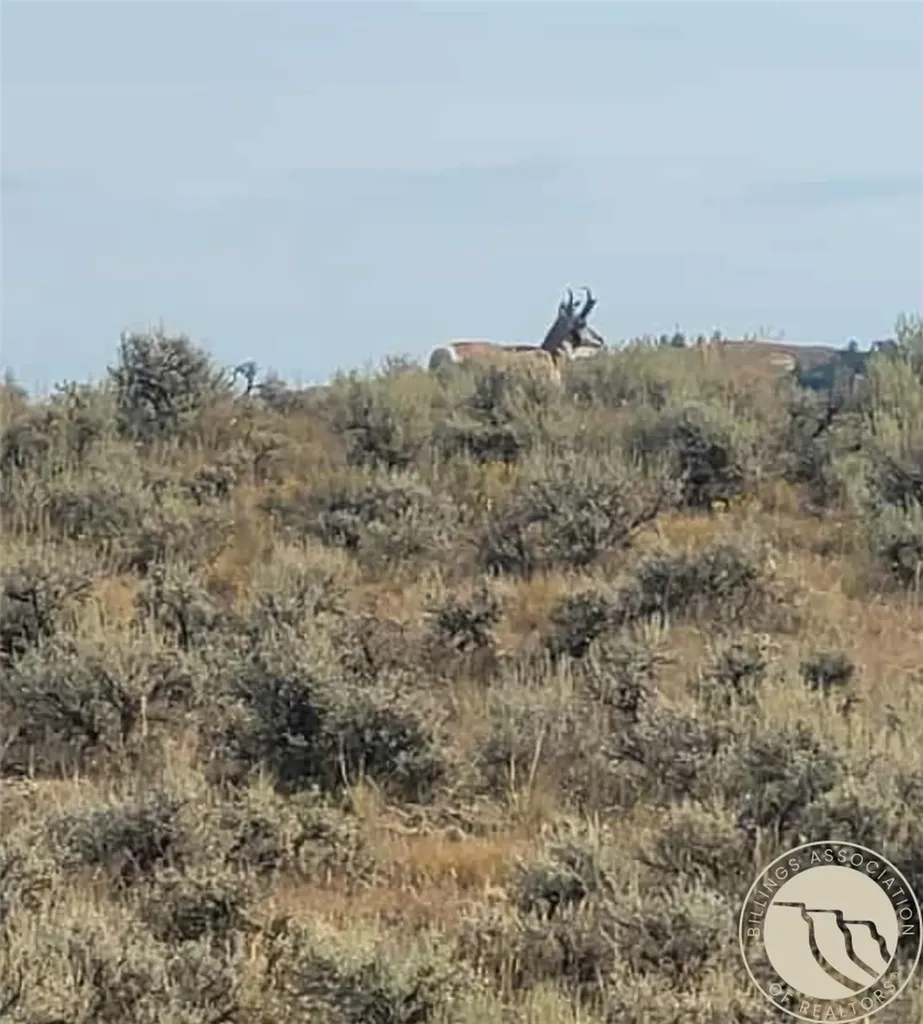 194 N Dry Creek Road Bridger MT 59014