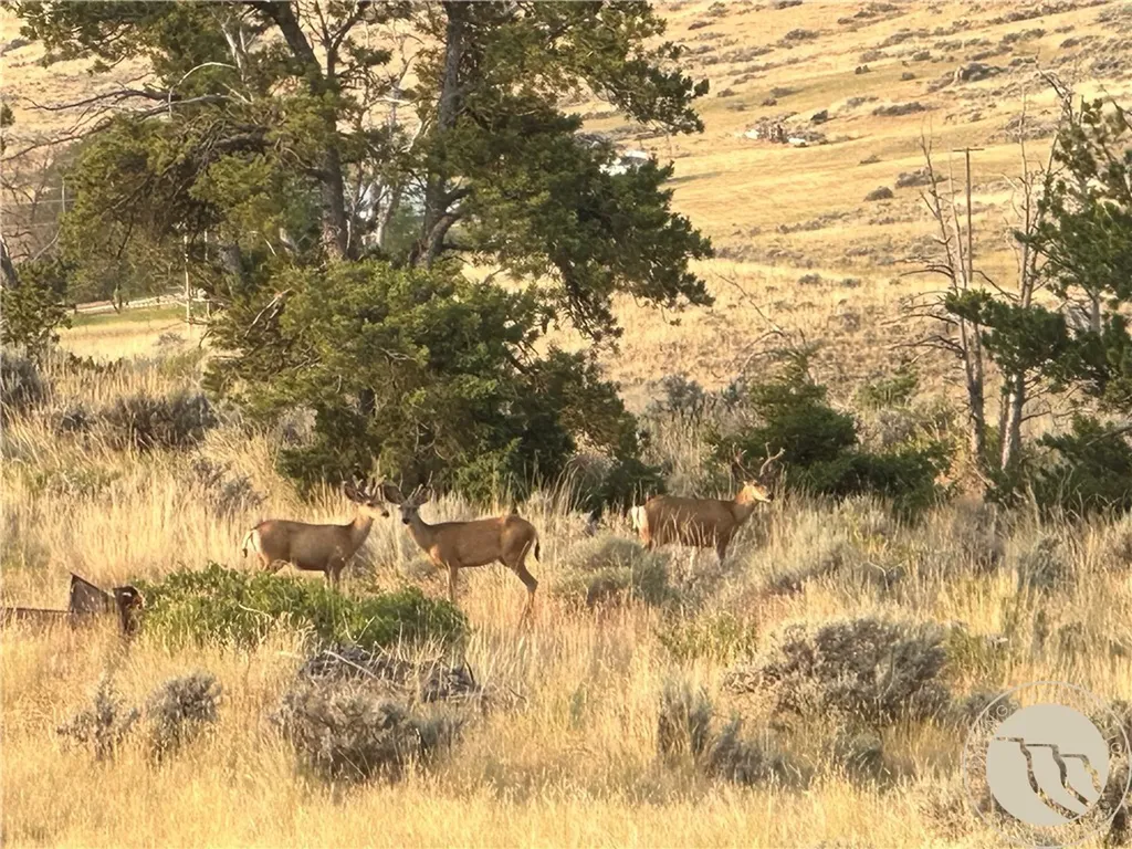 10 Pronghorn Lane Bridger MT 59014