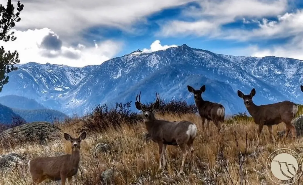 Lot 12 Elk Park Trail Nye MT 59061