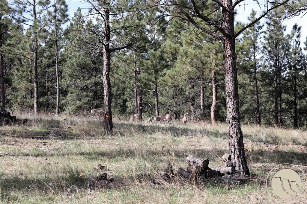 Lot 155 Cougar Trail Columbus MT 59019
