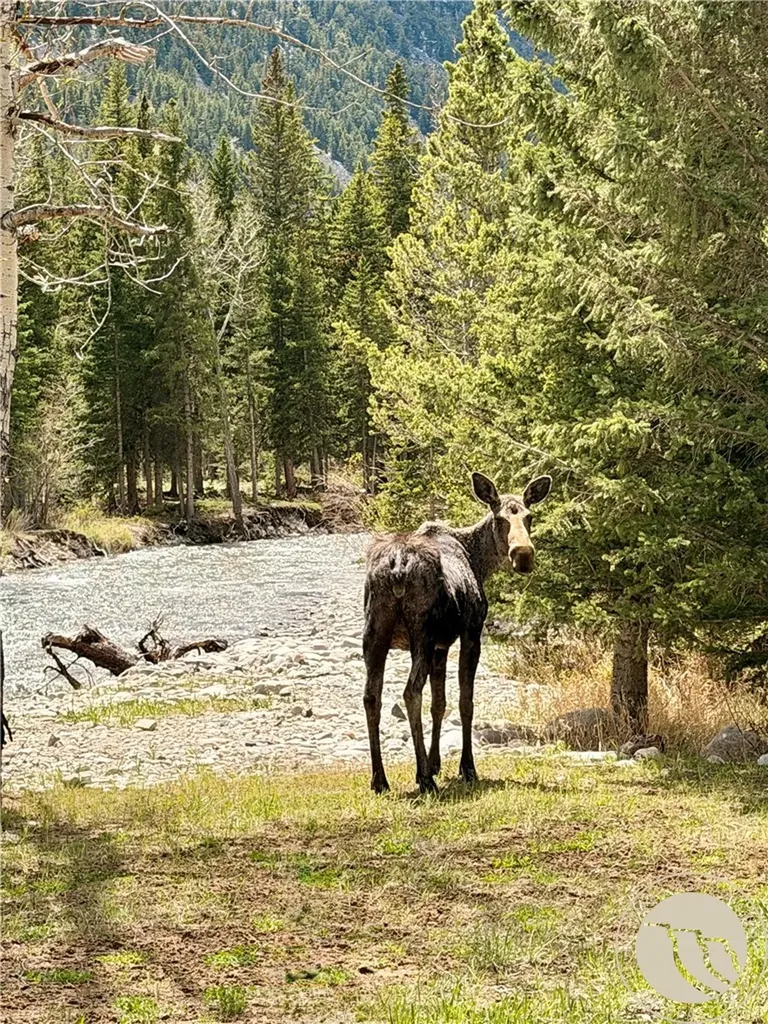 7 Black Bear Trail Red Lodge MT 59068