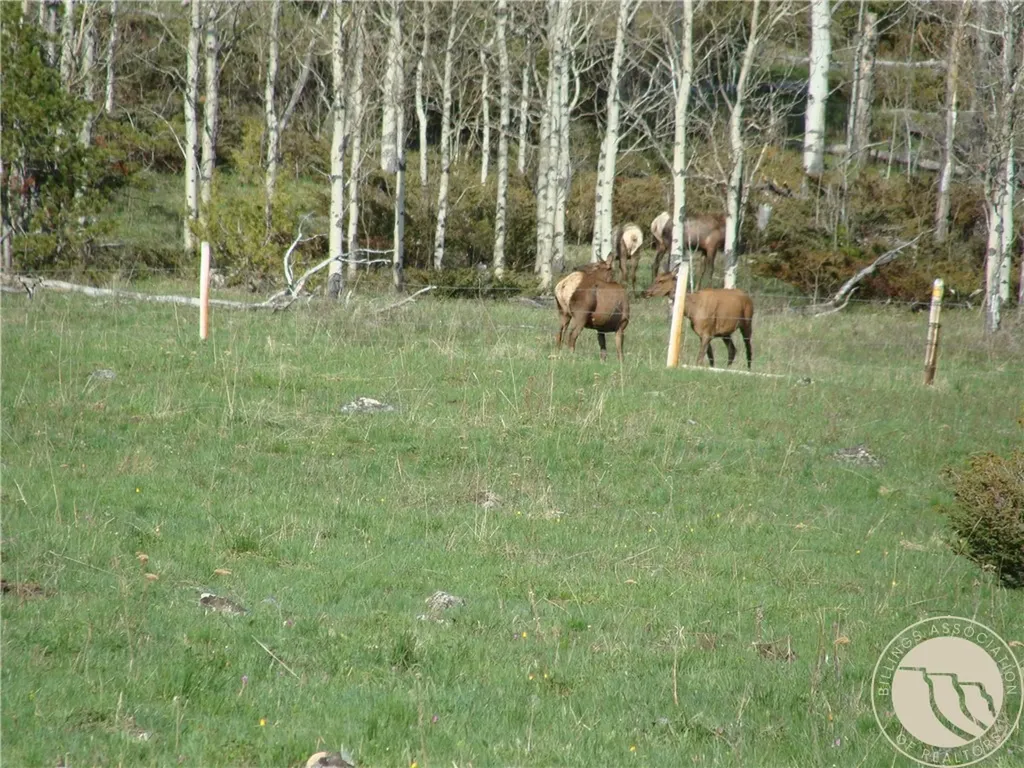 95 Little Moose Creek Other MT 59645