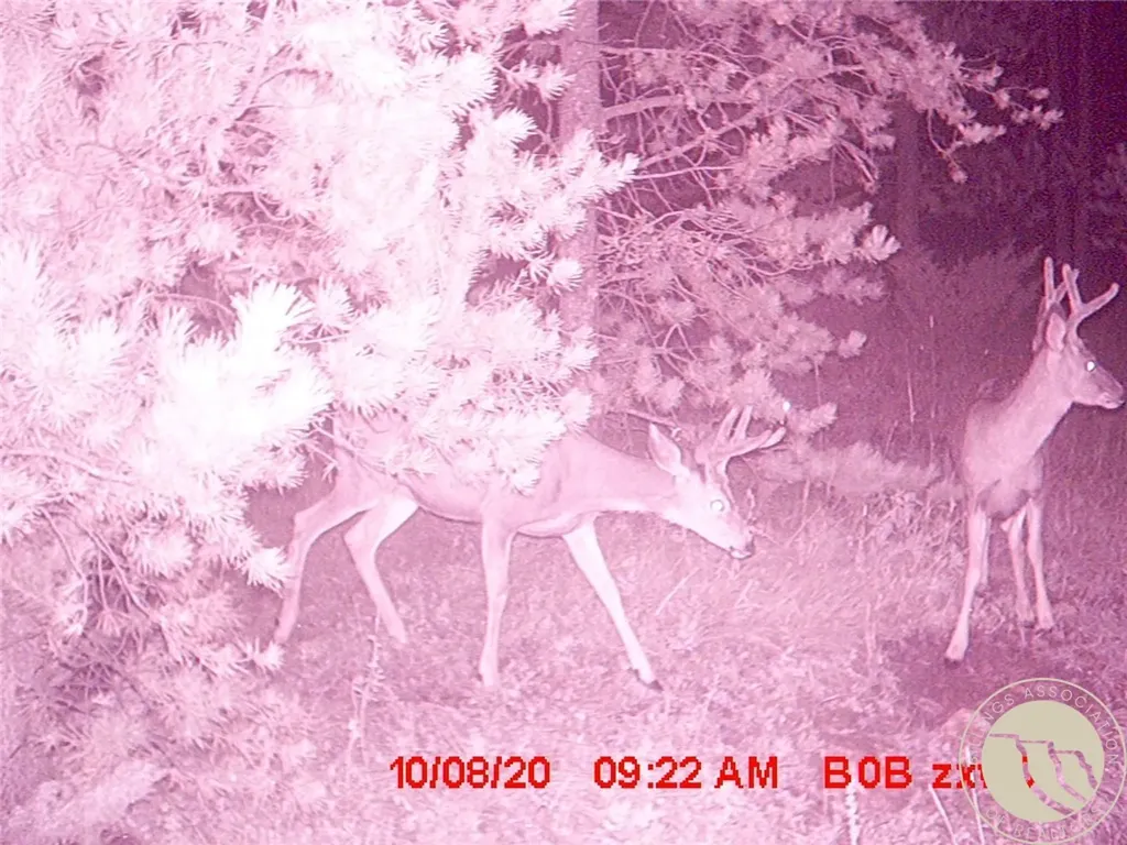 95 Little Moose Creek Other MT 59645