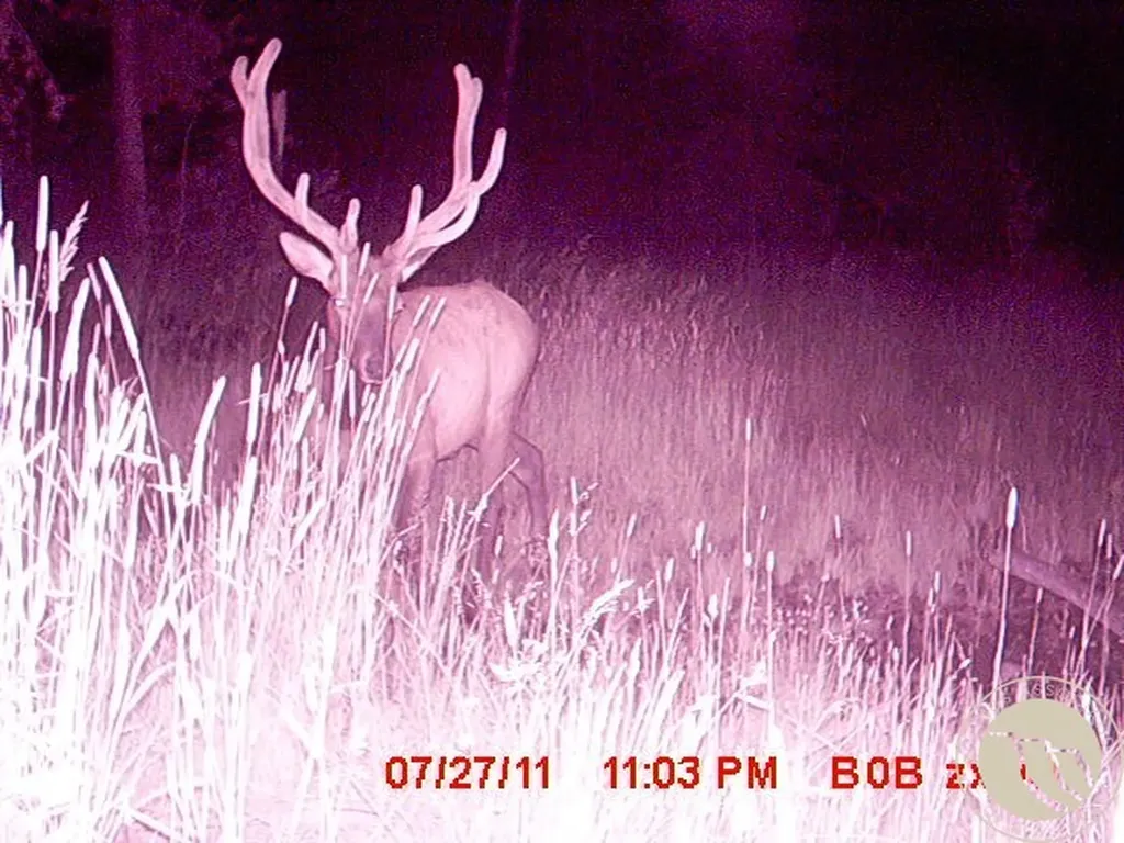 95 Little Moose Creek Other MT 59645