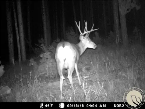95 Little Moose Creek Other MT 59645