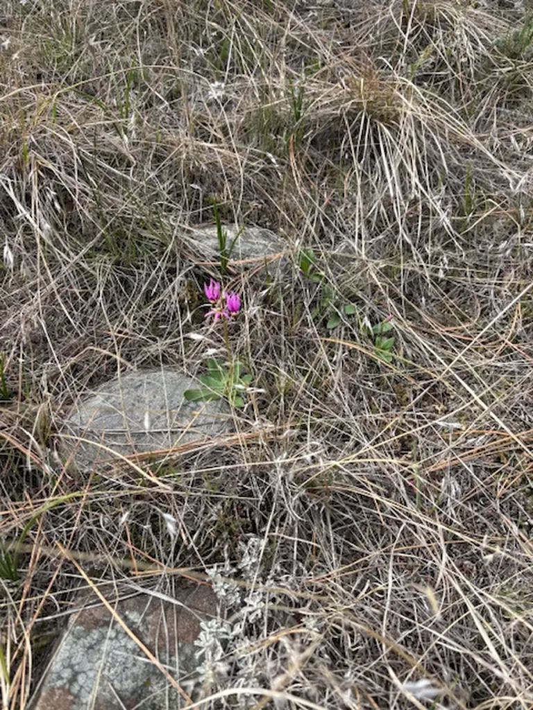 Lot 184 Owl Canyon Road Columbus MT 59019