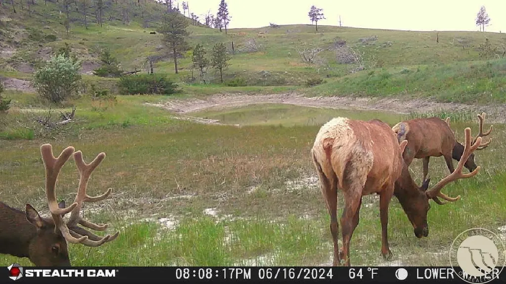 2168 Trophy Ridge Other MT 59471