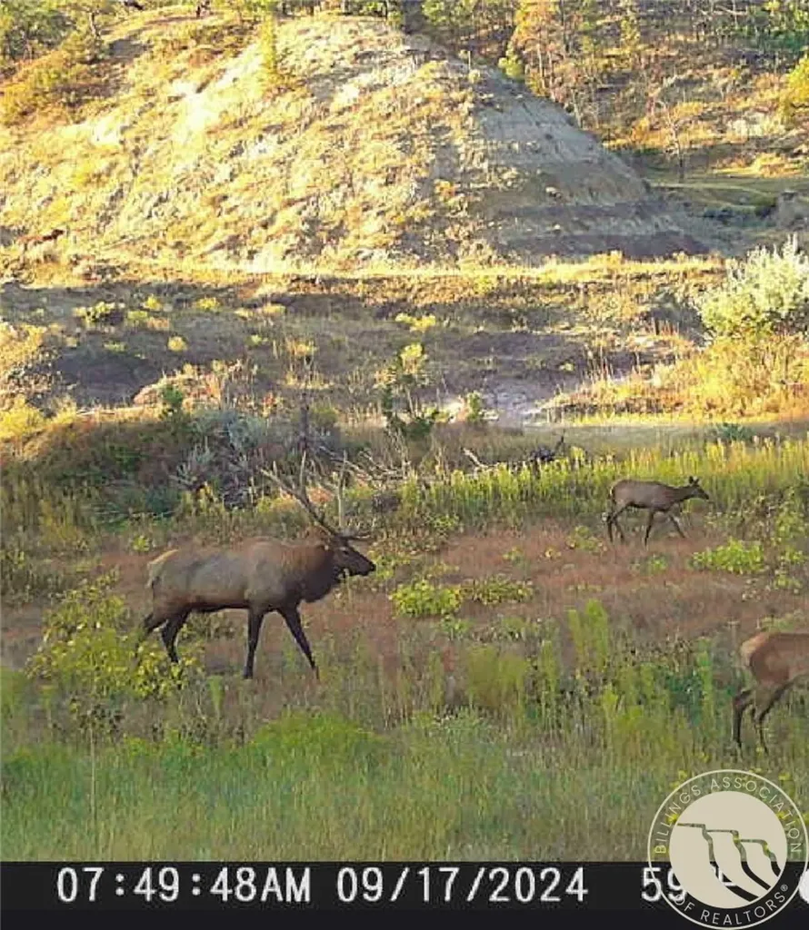 2168 Trophy Ridge Other MT 59471