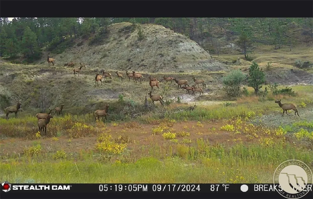 2168 Trophy Ridge Other MT 59471