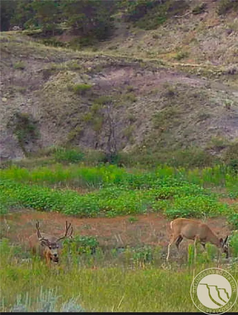 2168 Trophy Ridge Other MT 59471