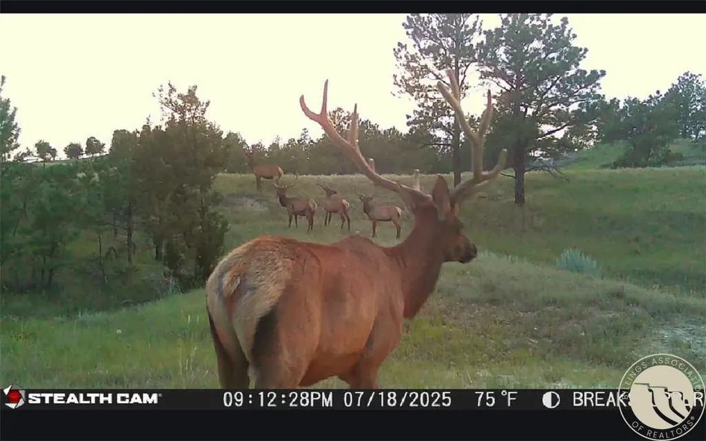 2168 Trophy Ridge Other MT 59471