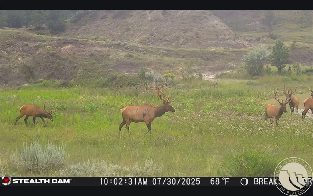 2168 Trophy Ridge Other MT 59471