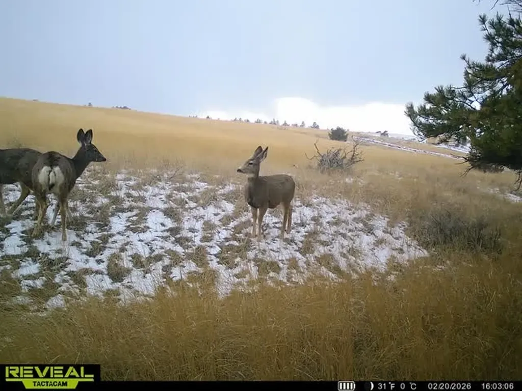 Lot 6 Shane Ridge Road Columbus MT 59019