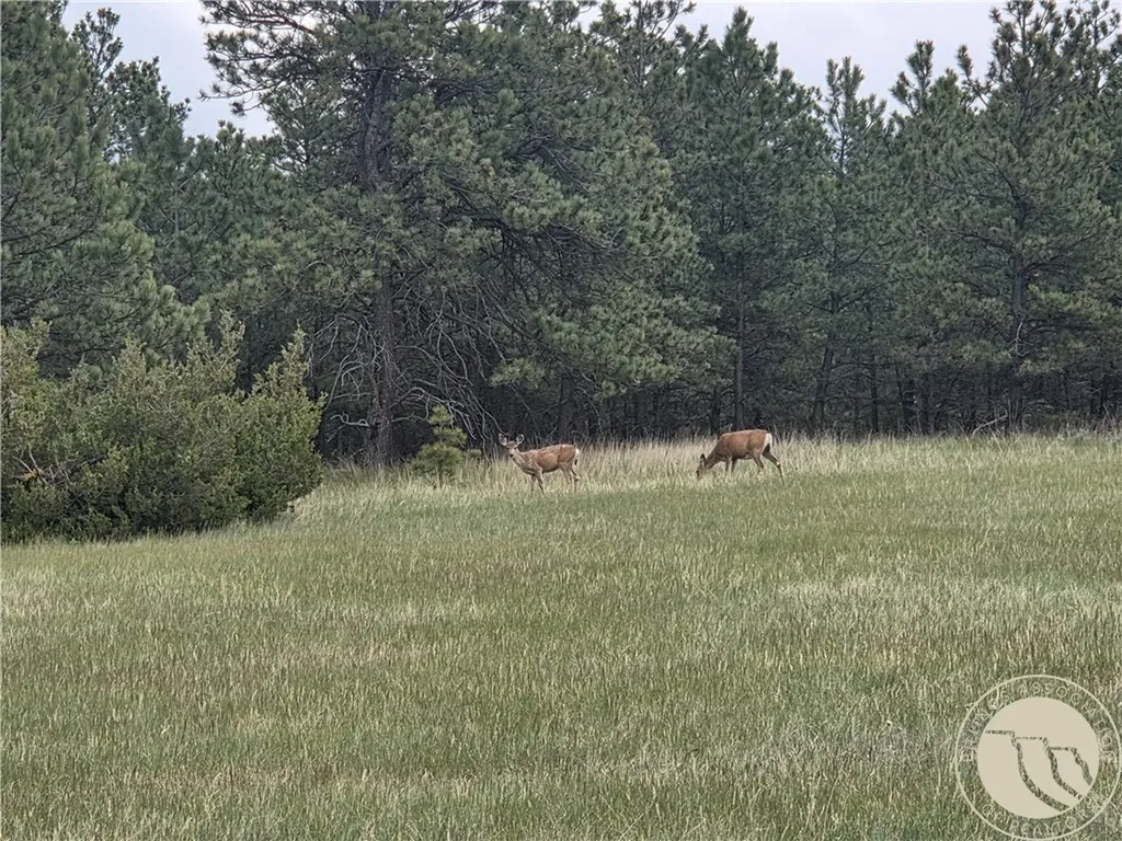 17 Grassland Way Roundup MT 59072