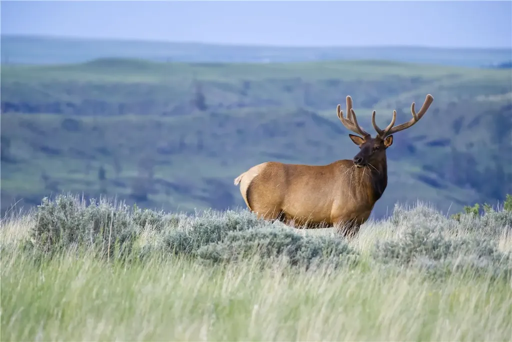 143 Owl Canyon Road Reed Point MT 59069
