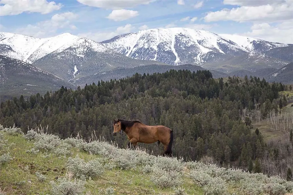 94 Sheep Mountain Road (w/ 614 Ac State Lease) Red Lodge MT 59068
