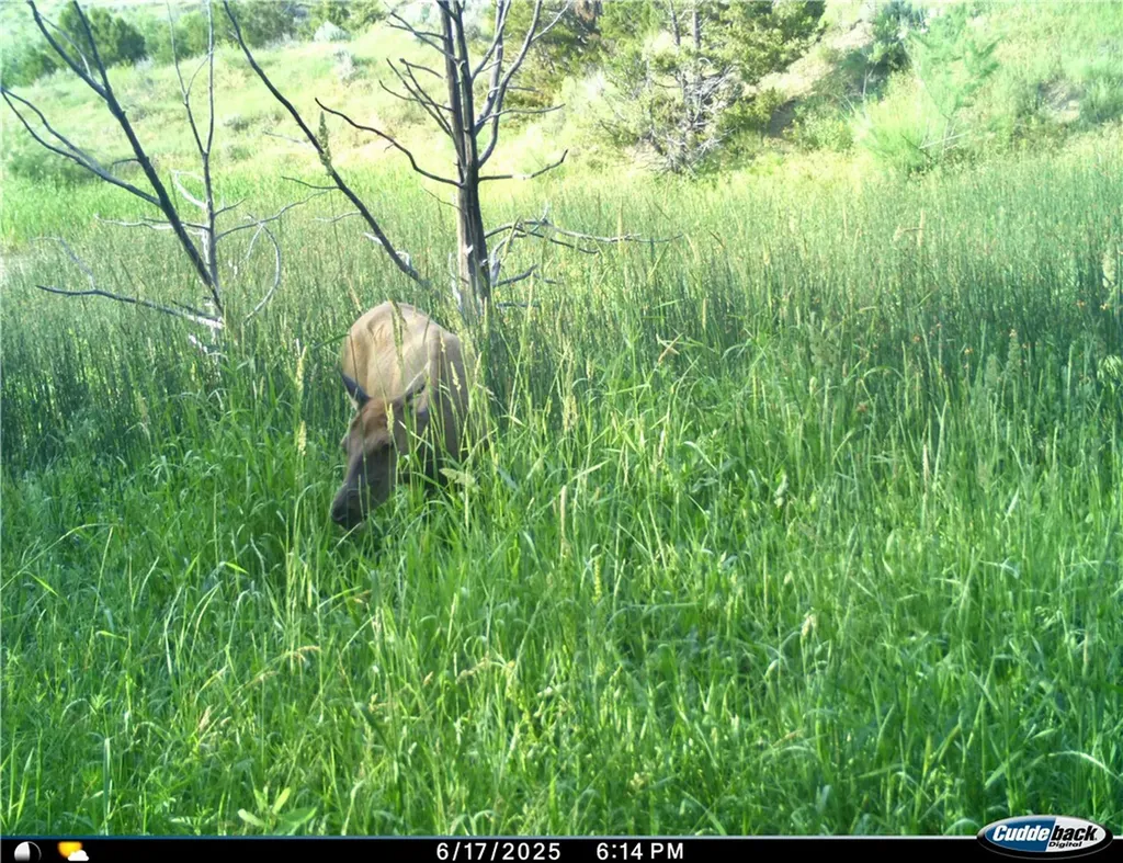 00 Rosebud Creek Road Forsyth MT 59327