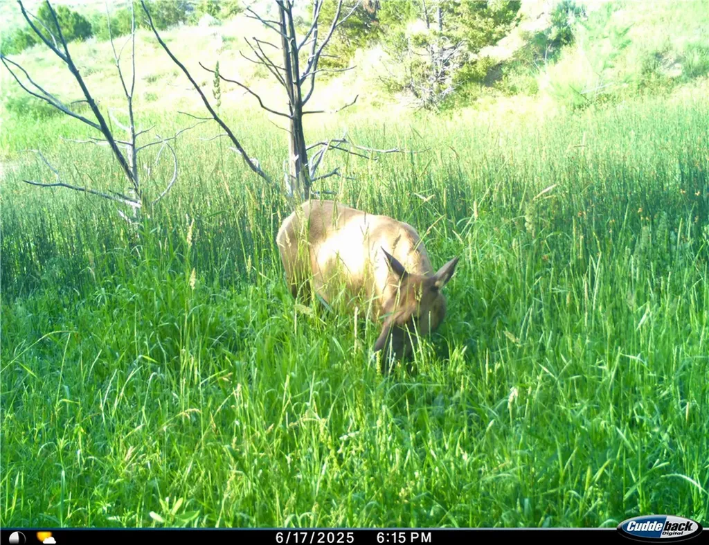00 Rosebud Creek Road Forsyth MT 59327