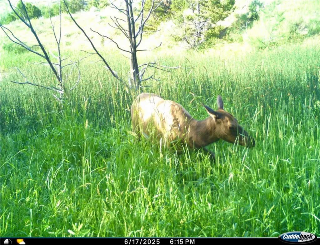 00 Rosebud Creek Road Forsyth MT 59327