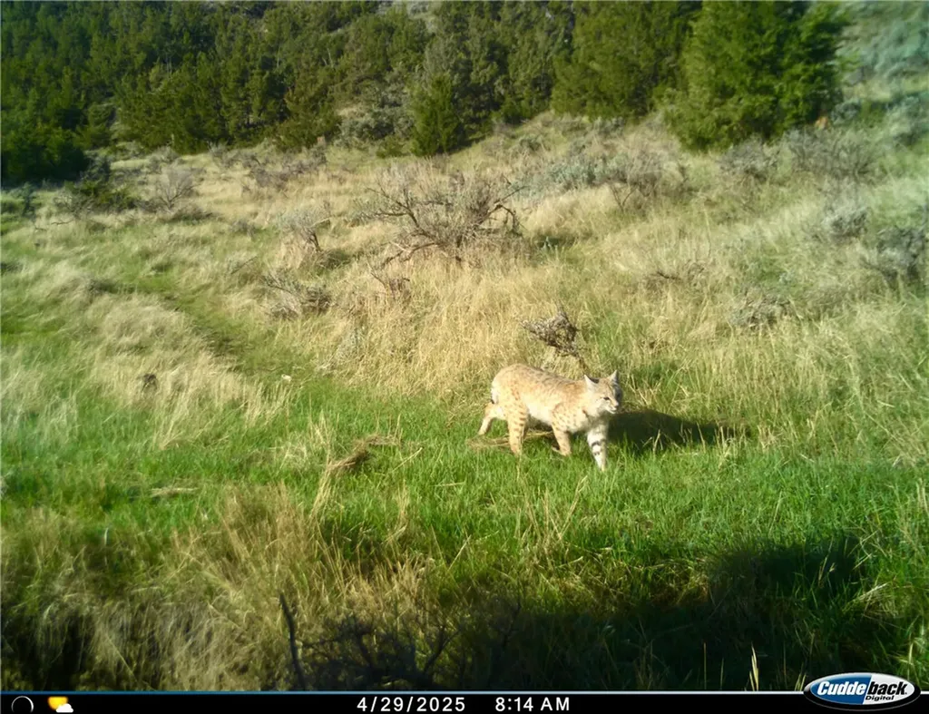 00 Rosebud Creek Road Forsyth MT 59327