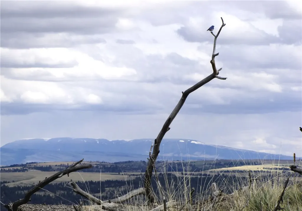 Nhn Wild Turkey Ridge Road Columbus MT 59019
