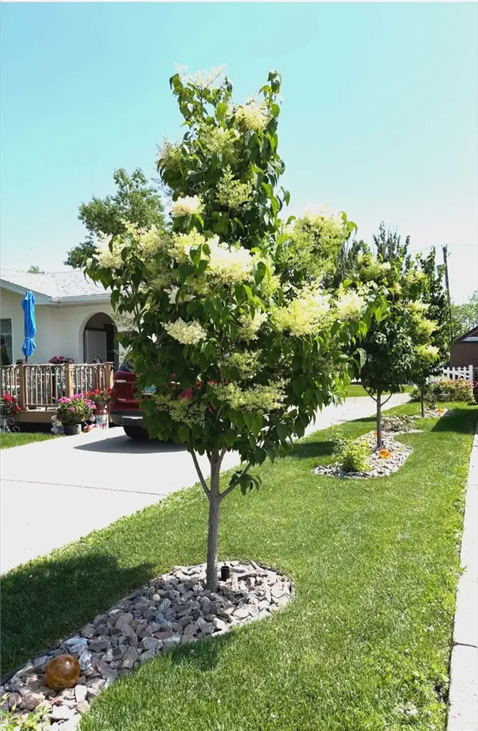 516 Montana Avenue Fairview MT 59221