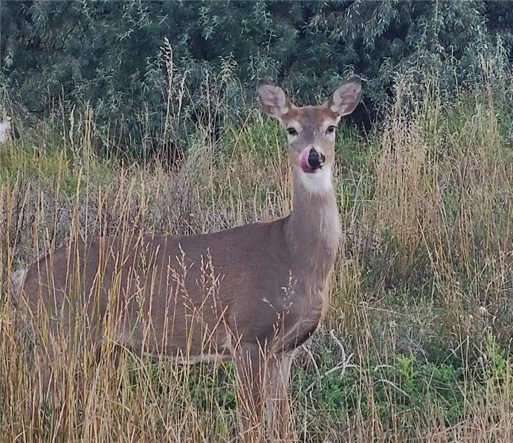Tbd Gayle Block 17, Lot 7 Drive Billings MT 59105