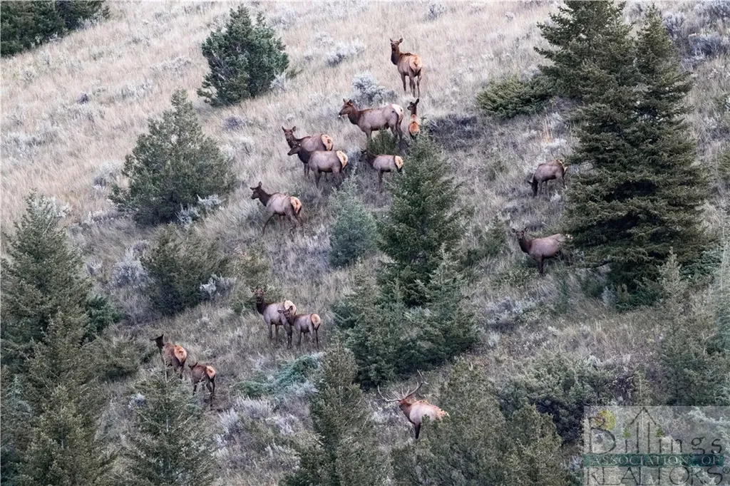 Kingsbury Kingsbury Road Lewistown MT 59457