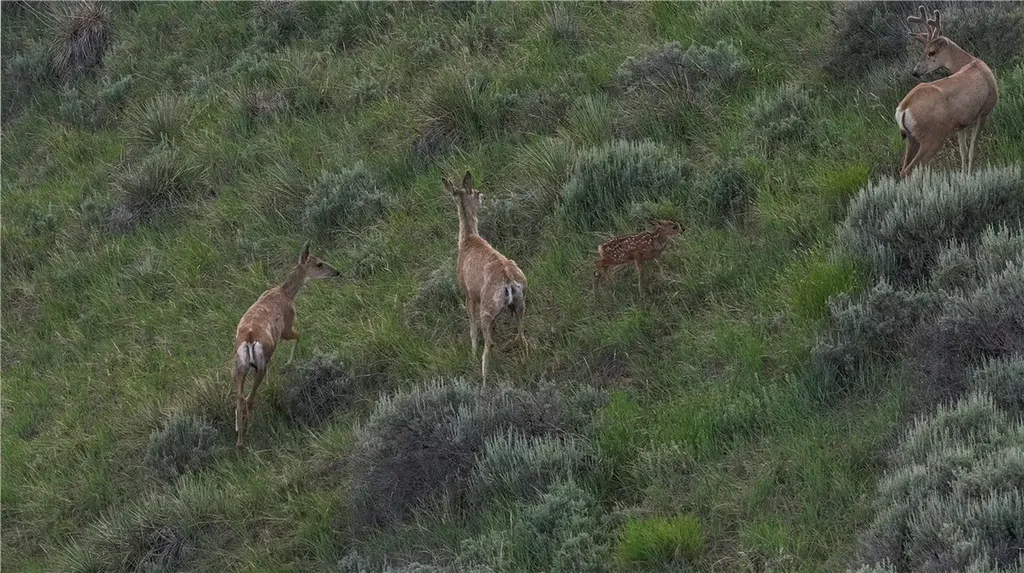 Na Citadel Trail Lewistown MT 59446