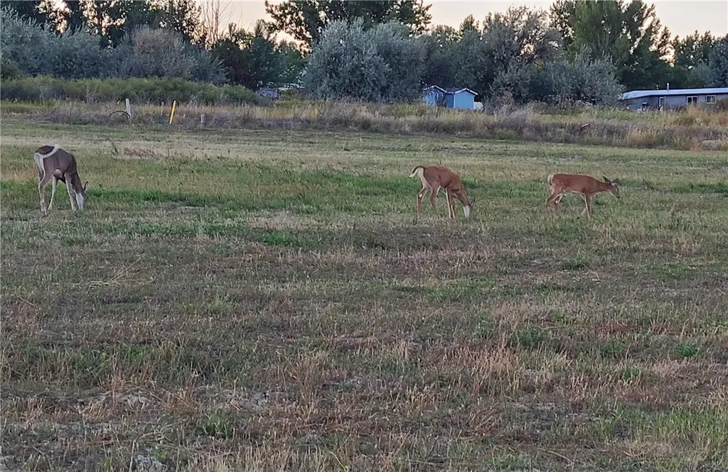 Tbd Gayle Block 10, Lot 7 Drive Billings MT 59105