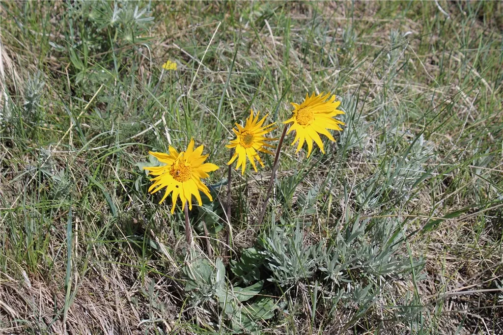 Tbd N Harrier Road Reed Point MT 59069