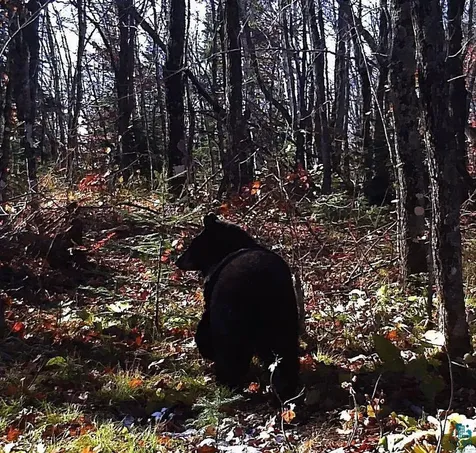 5241 Hut Two Road Finland MN 55603