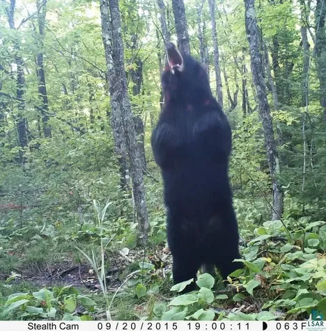 5241 Hut Two Road Finland MN 55603