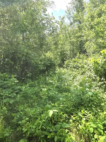 Xxx Mt Nelson Road Mahtowa MN 55707