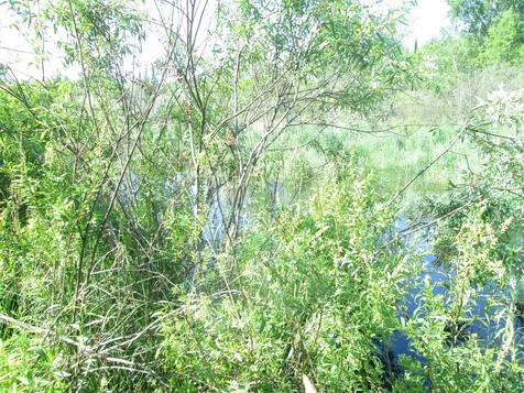 6810 Northeast Road Wright MN 55798