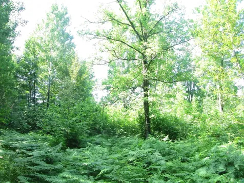 6810 Northeast Road Wright MN 55798