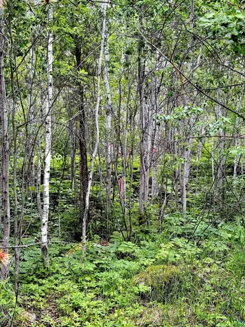 Tbd Onagon Lake Road Grand Marais MN 55604