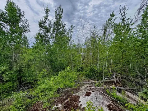 Tbd Onagon Lake Road Grand Marais MN 55604