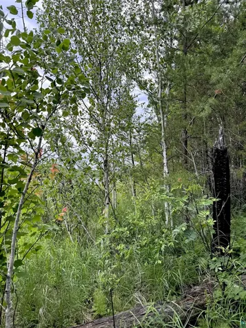 Tbd Onagon Lake Road Grand Marais MN 55604