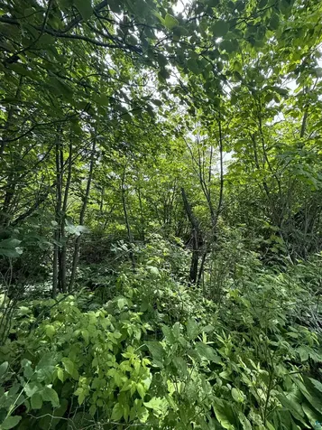 4X Hoaglund Drive Tofte MN 55615