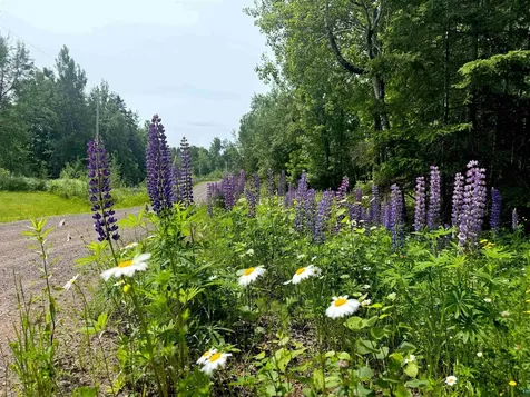 Lot 7 Snowshoe Trail Tofte MN 55615